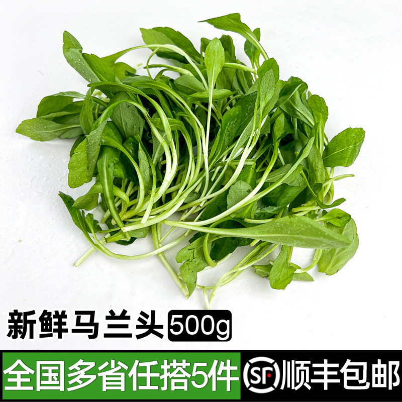 马兰头500g 新鲜蔬菜食用鸡儿肠金山本地马兰头凉拌食材 5件包邮,水产肉类/新鲜蔬果/熟食,叶菜类,淘宝优惠券,粉丝福利购,淘宝优惠卷