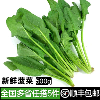 新鲜菠菜火锅食材时令蔬菜包邮