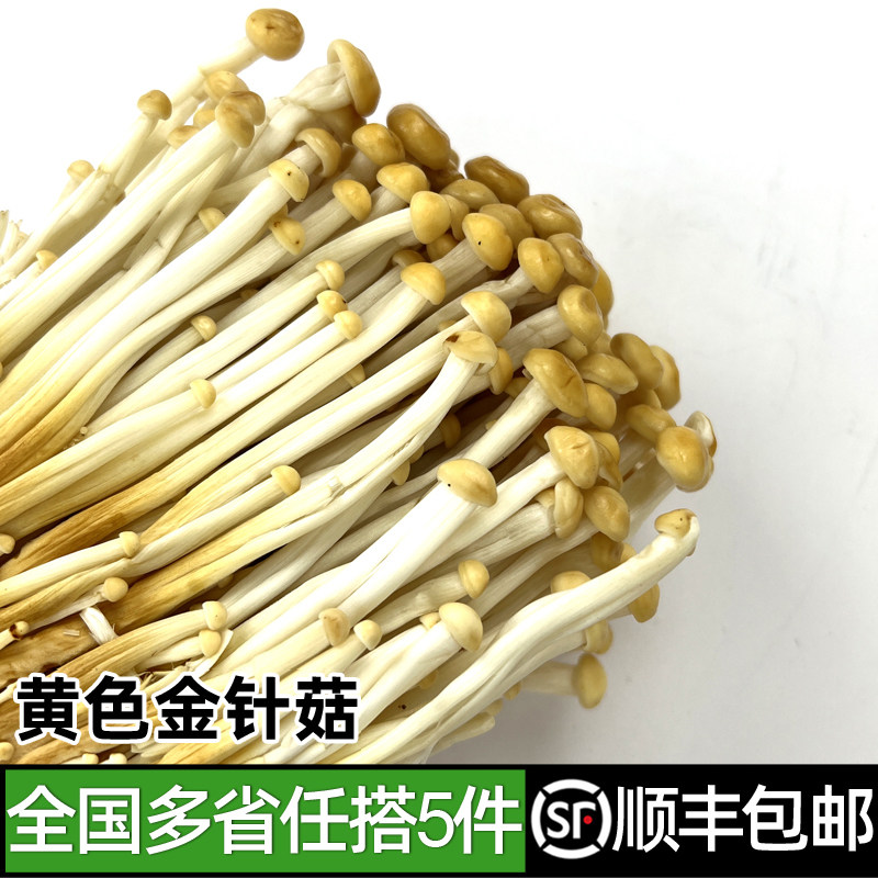 黄金针菇煲汤炒菜食材