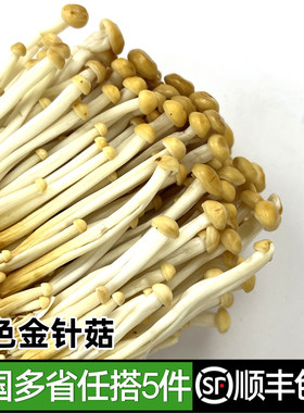 黄金针菇煲汤炒菜食材