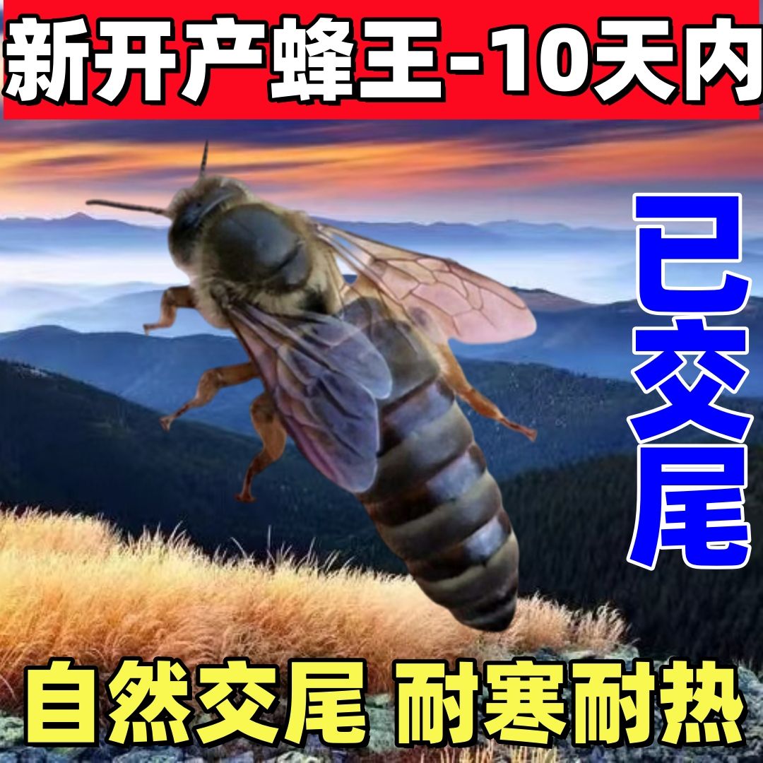 中蜂王产卵王种王纯种中华蜂黄金其它宠物