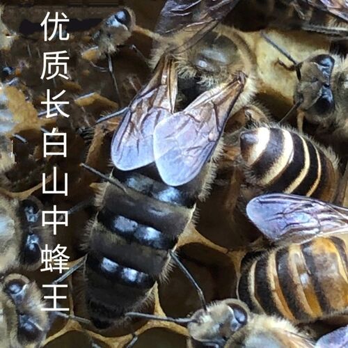 中蜂蜂王长白山中蜂王太行中蜂蜂王 中华蜜蜂 种王 产卵王 处女王