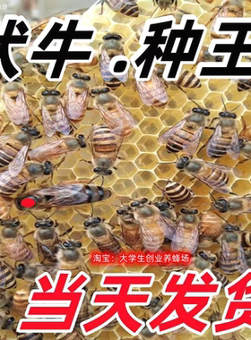 广西中蜂王纯种红背开产阿坝双色仓王黑色土蜂产卵蜜蜂活体伏牛王