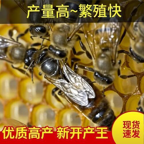 快速繁殖中蜂蜂王种王良种高产蜜优良蜂王伏牛产卵王中蜂开产王纯
