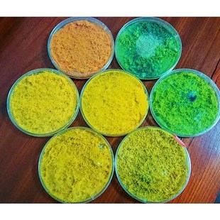 黏菌宠物菌种菌核粘菌迷宫实验刚丝多头绒泡菌网红学生小型好养活