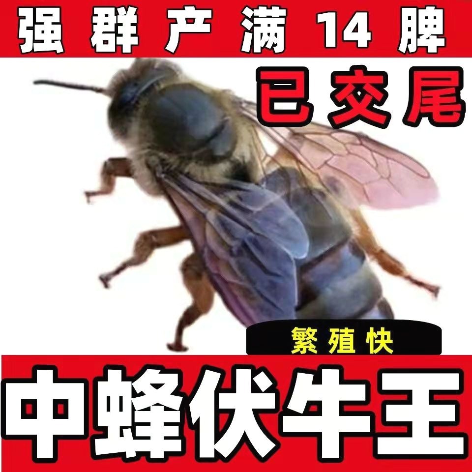 广西中蜂伏牛蜂王蜜蜂仓王纯种红背双色王开产王阿坝产卵高产土蜂