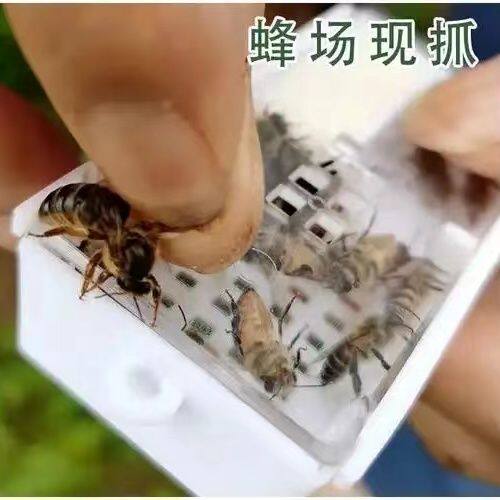 中蜂蜂王强群种王伏牛开产王阿坝产卵王活体包产卵土蜂开产新王