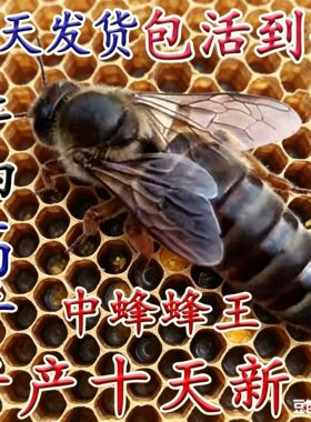 四川蜂王一等品阿坝种王特大号开产王优质高产广西中蜂产卵王纯