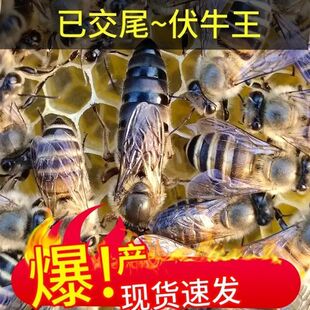 中蜂蜂王伏牛王强群纯自然交尾广东广西附近优质阿坝新开产中蜂王