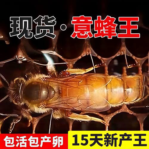 意蜂蜂出售意蜂王交尾王意蜂蜂王生产王产卵王蜜浆型意蜂产子王脾