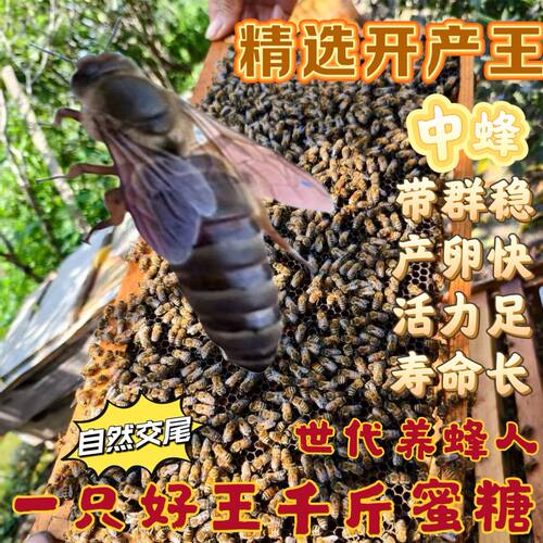 新款中蜂蜂王中蜂开产王广东蜂王中蜂产卵蜂王蜜蜂王中华本地蜂王