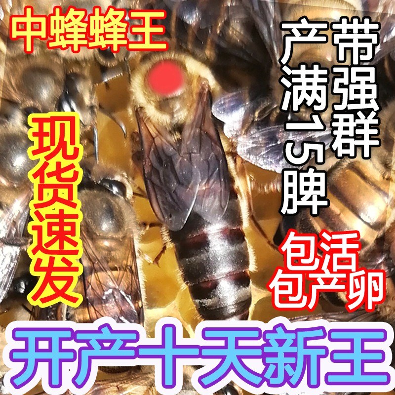 中蜂蜂王种王优质高产蜜蜂开产王阿坝双色广东土蜂强群满脾产卵王