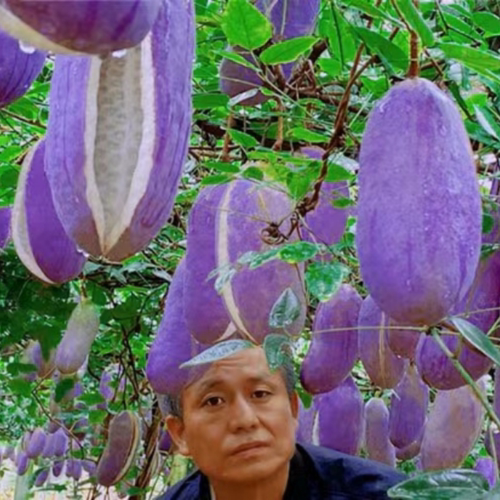 八月国标嫁接苗紫色八月瓜果树苗