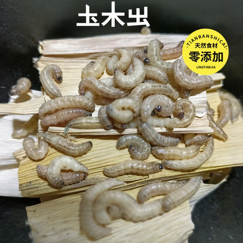 野生玉米虫鸟零食补膘不上火纯野生麻根虫活虫高营养小混发喂鸟