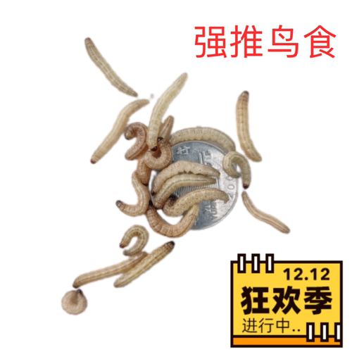 野生玉米虫鸟零食补膘纯野生麻根虫活虫高营养大虫喂鸟