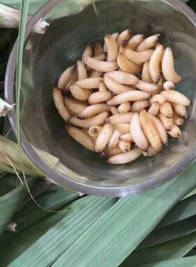 鲜活野生苇子虫高蛋白鸟类零食专业补膘不上火芦苇虫鸟补钙