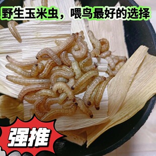 野生玉米虫鸟零食补膘不上火纯野生麻根虫活虫玉米虫高营养大虫