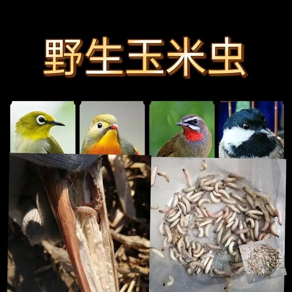 包邮野生玉米虫活虫,纯野生玉米虫,画眉蜡嘴贝子壮膘补品喂鸟