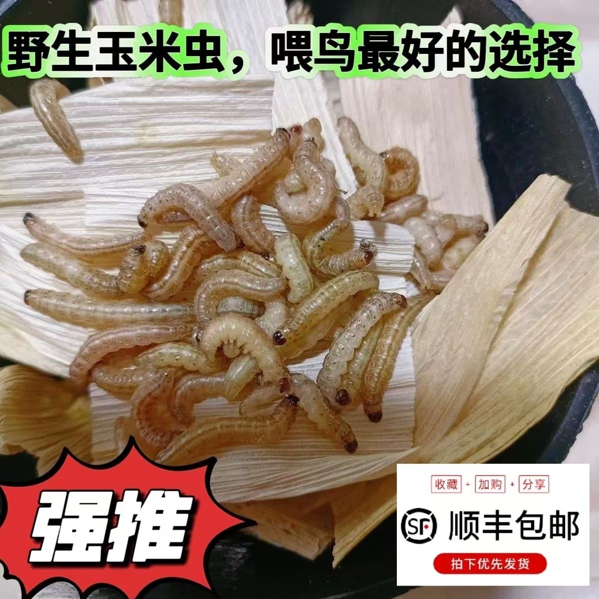 （顺丰包邮）纯野生玉米虫活体宠物鸟食守宫蜥蜴壮膘大号虫纯