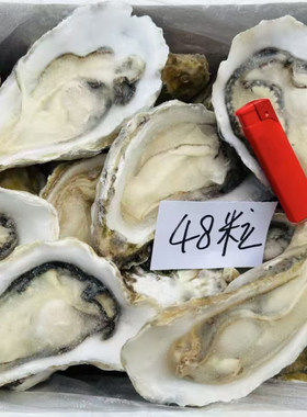 冷冻半壳生蚝水母新鲜特大牡蛎