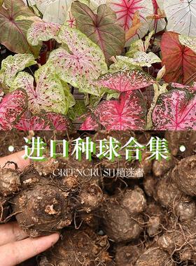 彩叶芋种球合集美国进口光辉白色翅膀柠檬红绿植观叶植物好养易活