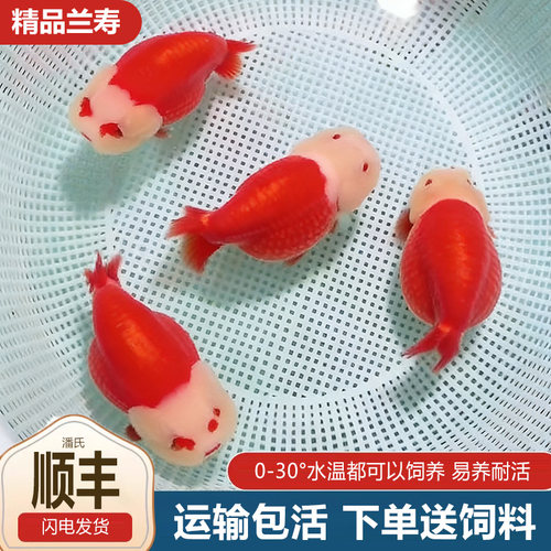 兰寿金鱼熊猫短尾波妞精品小鱼苗奶牛潘氏玉兔麒麟冷水可爱观赏鱼