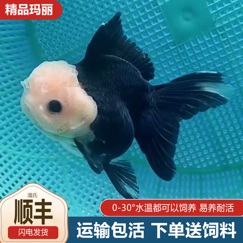 熊猫玛丽泰狮将军元宝金鱼精品元宝狮活鱼进口f1热带冷水鱼好养活