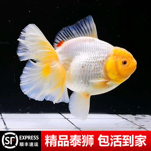 百褶泰狮金鱼精品活鱼进口鱼苗百褶裙黑观赏鱼鎏金元宝冷水耐活f1