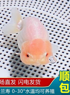兰寿金鱼波妞奶牛苗小鱼苗冷水观赏精品纯种活鱼潘氏玉兔好养小尾