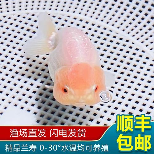 兰寿金鱼波妞小鱼苗冷水
