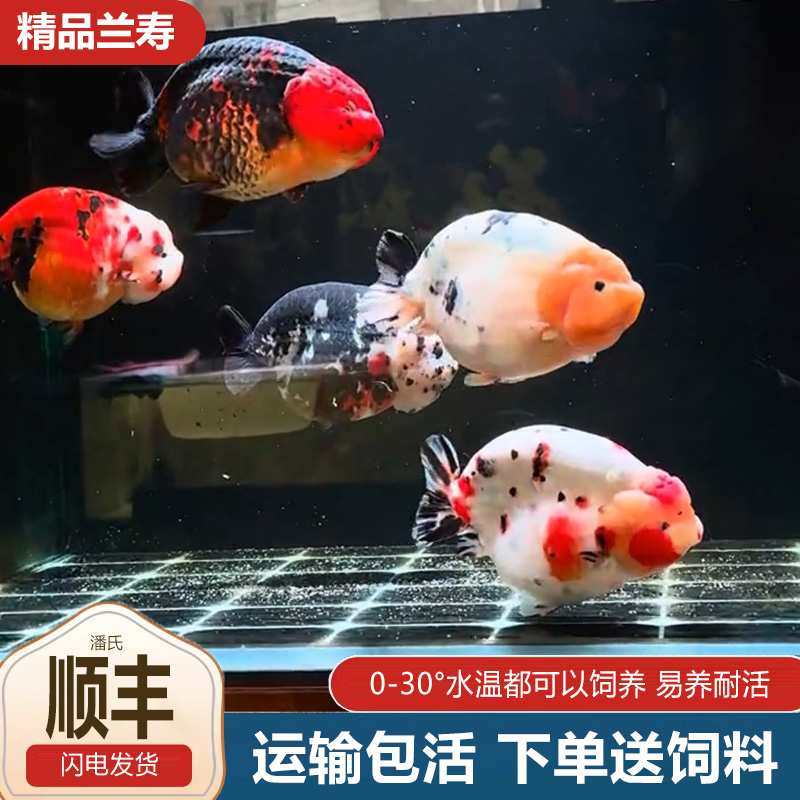 兰寿金鱼熊猫短尾波妞精品小鱼苗奶牛潘氏玉兔麒麟热带冷水观赏鱼