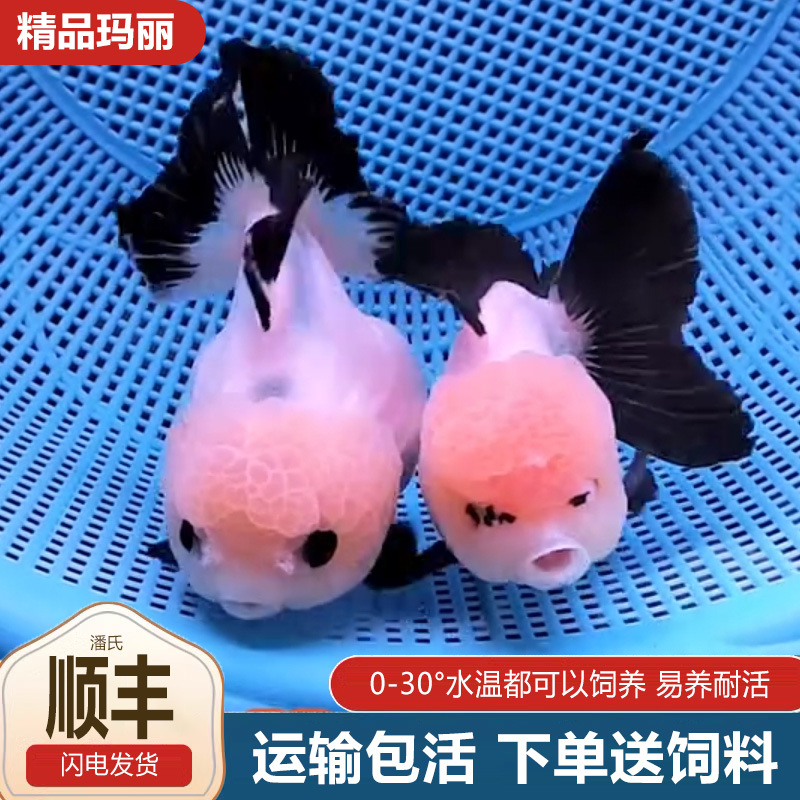 熊猫玛丽泰狮将军元宝金鱼元宝狮活鱼波妞热带冷水广温鱼玉面黑袍