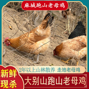 土鸡农家散养走地鸡老母鸡新鲜现杀正宗老品种湖北麻城土鸡整只肉