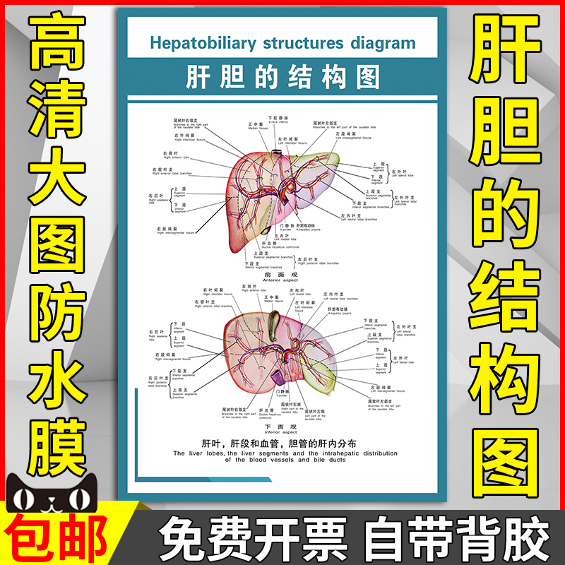 肝胆的结构图宣传画海报挂画肝叶和血管胆管的肝内分布示意图墙贴