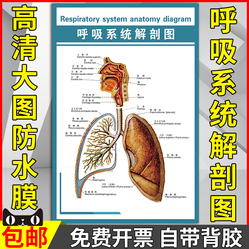 呼吸系统解剖图挂图人体神经血管结构概观图墙贴医学