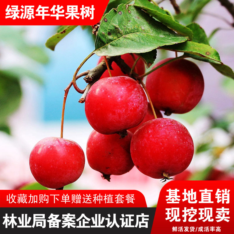 香妃海棠小苹果树苗嫁接盆栽地栽新品种海棠果南北方种植小苹果苗