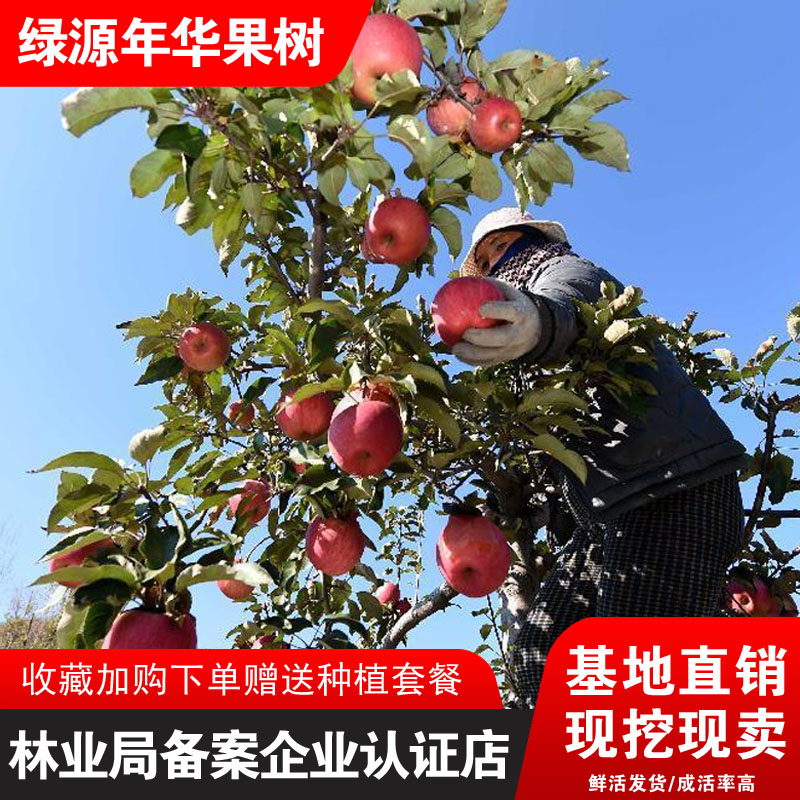寒富苹果树苗嫁接南北方种植结果