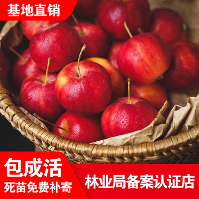 独特牛奶小苹果嫁接树苗盆栽地栽