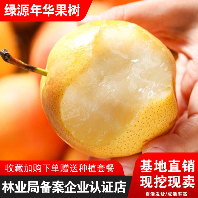 嫁接鞍山南果梨树苗盆栽地栽结果