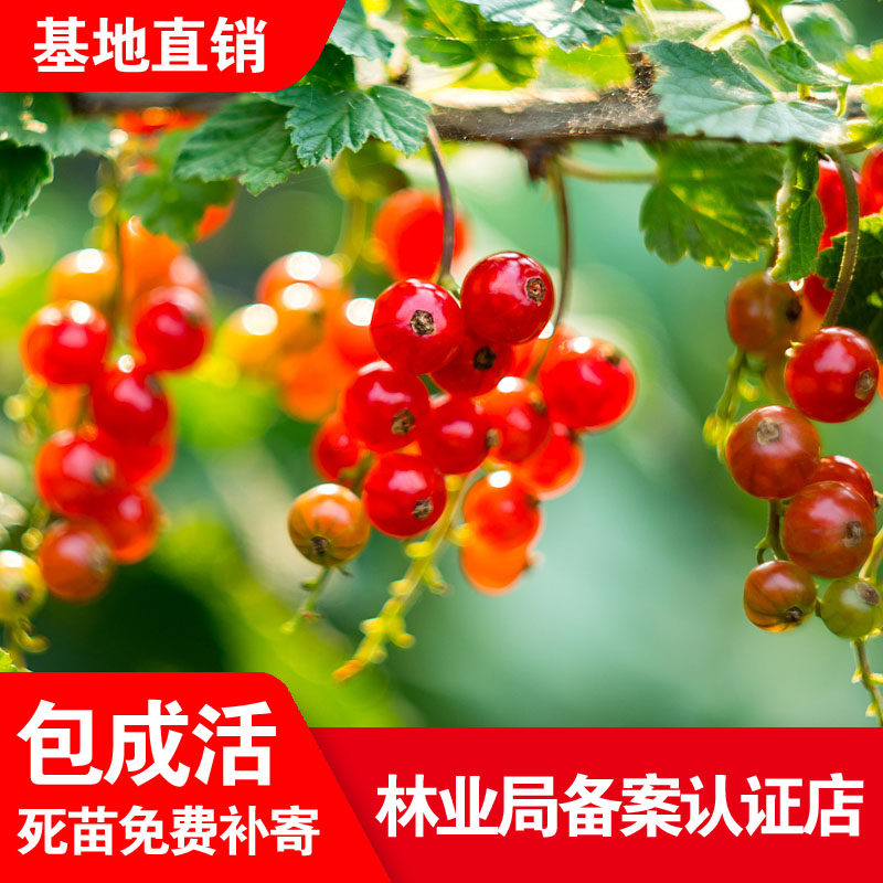 果树苗红加仑苗红醋栗苗红灯笼果苗黑加仑树苗树葡萄苗当年结果苗