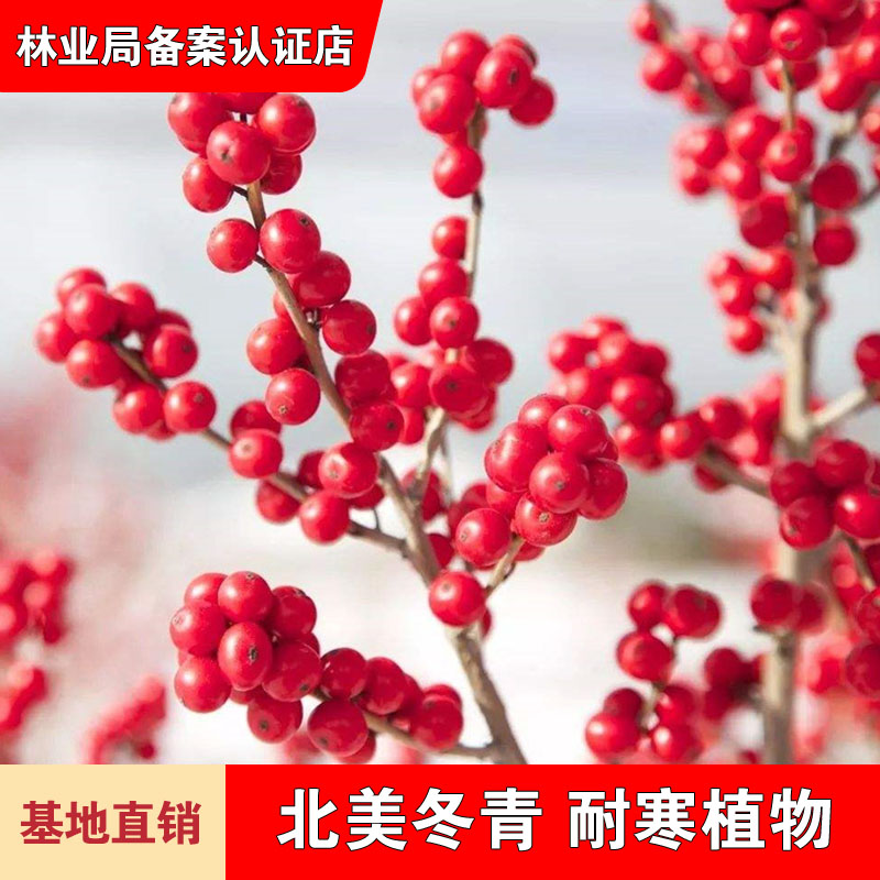 北美冬青树苗冬青红果耐寒植物卧室阳台客厅盆栽庭院地栽花卉绿植