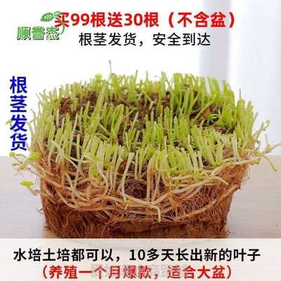 房间养花庭院摆件招财室内家居园艺绿植植物金钱草家用简约水培