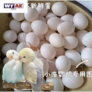 牡丹鹦鹉受精蛋种蛋可孵化玄风虎皮种蛋当天新鲜蛋受精率高品质受