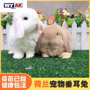 兔子活物迷你纯种荷兰垂耳兔侏儒兔小体型茶杯兔活兔宠物