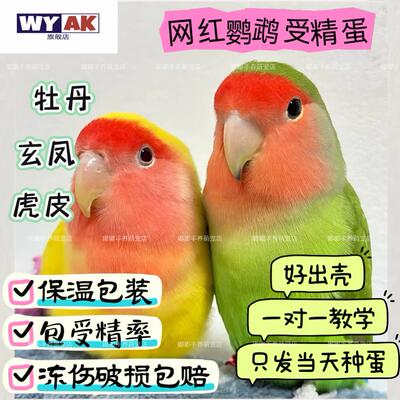 鹦鹉蛋受精可孵化牡丹玄风蛋种蛋鸟蛋可人工孵化宠物蛋