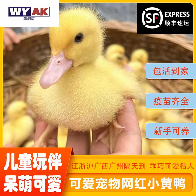小鸭子活宠物柯尔鸭黄的网红鸭物柯基鸭观赏鸭科尔鸭仔