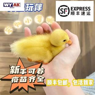 小鸭子活宠物柯尔鸭黄鸭体网红鸭幼崽柯达鸭苗柯尔鸭繁殖鸭粮