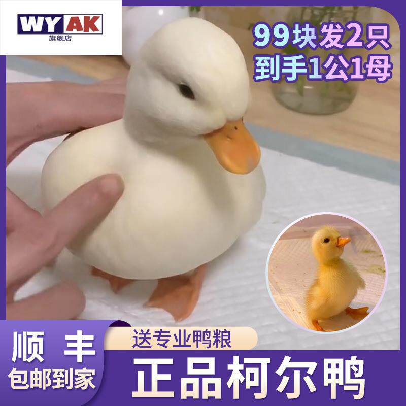 柯尔鸭活宠物网红苗物子的科尔鸭柯基鸭小苗幼崽
