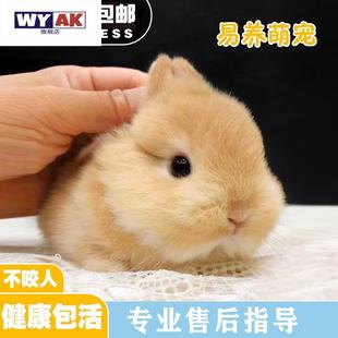 兔子活物进口血统侏儒小鹿黄色山猫纯种荷兰迷你小型宠物兔