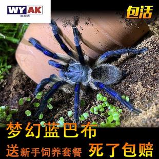 宠物蜘蛛无毒可爱新手梦幻蓝巴布索科特拉蓝巴布足展1 13cm活体好